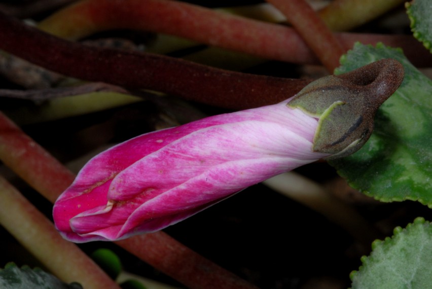 Primi scatti con il NIKON  Kit flash SB-R1C1 SBR1C1